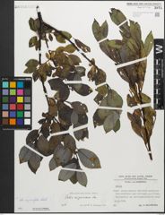 Foto von Salix myrsinifolia Salisb.